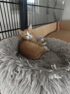 Bauernhof Kätzchen, Kater