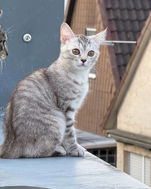 Whiskas BKH Mix Kitten 6 Monate