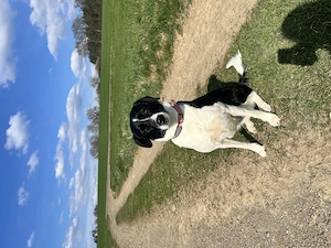 Labrador-Australian Sheperd Mix