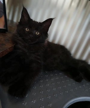 Noch 1 xxl maine coon weibchen black smoke abholbereit 