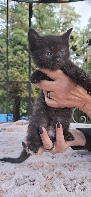 Katzenbabys geboren 4,09,2026 