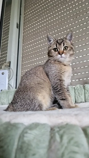 Bkh-siam kitten zu verkaufen 