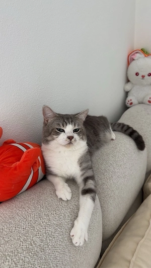 Britisch kurzhaar katze 