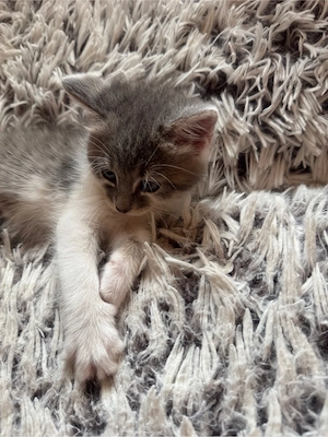 Babykatze bereit zum abholen