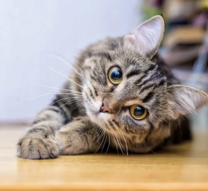 Biete catsitting in Mannheim 
