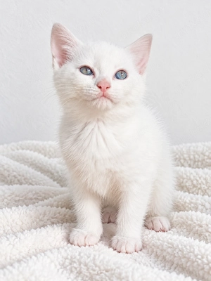 Zauberhaftes weißes Katzenmädchen mit blauen Augen