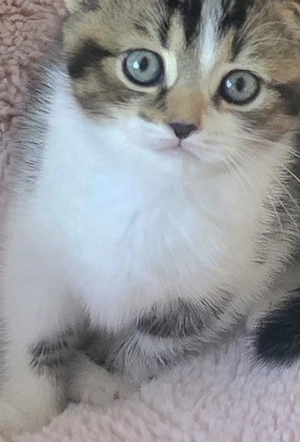 Wundervolle BKH Mix Kitten