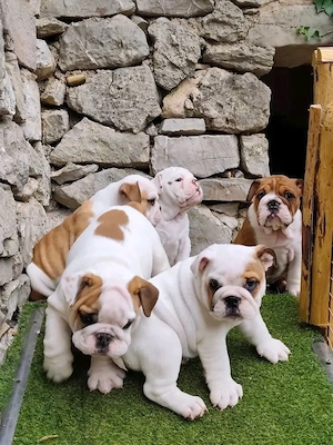 Entzückende Englische Bulldoggen-Welpen suchen ein liebevolles Zuhause für immer.