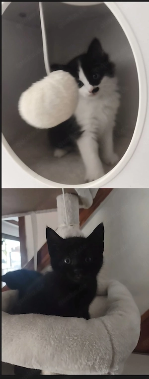 Zwei Katerchen suchen ein neues Zuhause 
