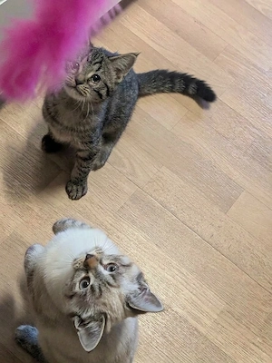 Kleines Rassen Mix Mädchen 