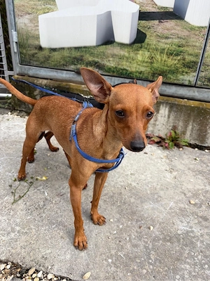 zwegpinscher Lea 11 Monate 