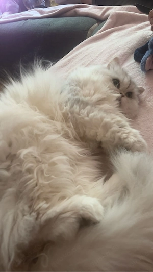 perser Chinchilla ( bitte lesen )