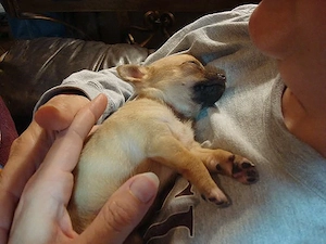 Kleine Pfötchen, ganz viel Liebe!