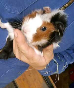 2 Meerschweinchen Brüder 9 Monate 