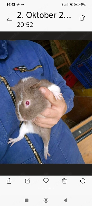 2 Meerschwein Brüder 9 Monate alt mit kompletten Zubehör, Käfig, Futter, Stroh etc...