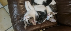 Baby Katzen 