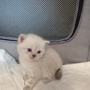 BKH 3Kitten(Jungen)zuverkaufen 