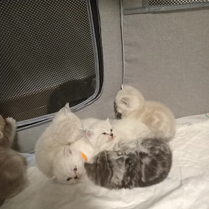 BKH Kitten zu verkaufen 