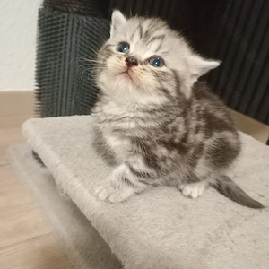 BKH Kitten zu verkaufen 