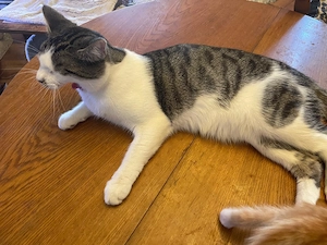 Hübscher Kater darf in ein liebevolles zu Hause ziehen