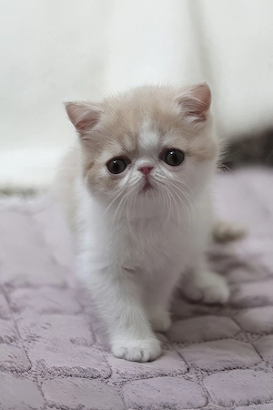 bezaubernde Exotic-Shorthair-Kätzin