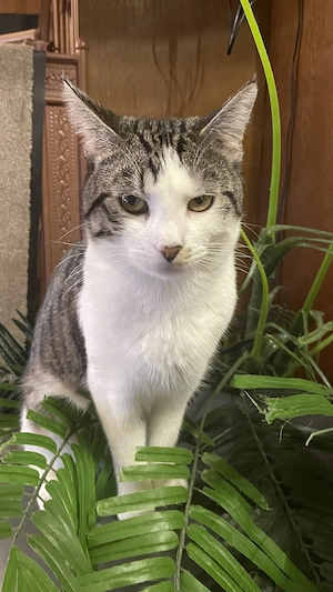 Hübscher Kater darf in ein liebevolles zu Hause ziehen