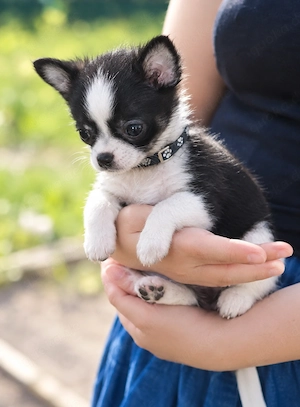 Charmantes Chihuahua-Mädchen (12 Wochen alt) abzugeben