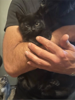 Kitten babys 