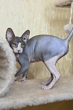 Sphynx-Kätzchen sucht ein Zuhause