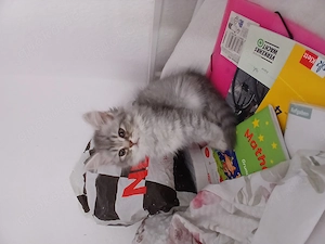Bkh kitten   kater 