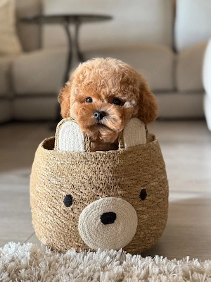 Liebevolle Maltipoo Welpen suchen ein schönes Zuhause