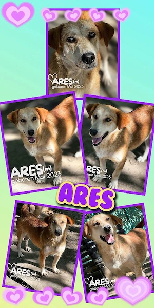 lieber, menschenbezogener, freundlicher, wunderschöner Rüde "Ares" sucht ein Zuhause
