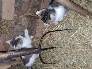 Katzen jungtiere