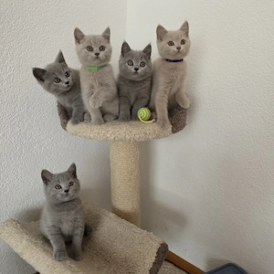 Wunderschöne BKH kitten 