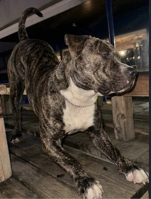 American Bully Mischling abzugeben