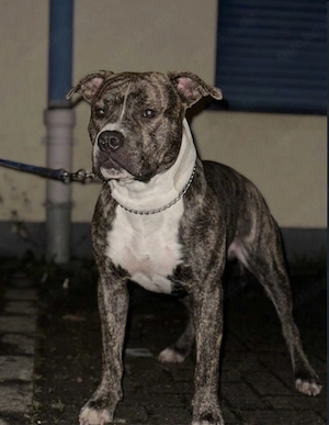 Drigend abzugeben old english bulldog mix