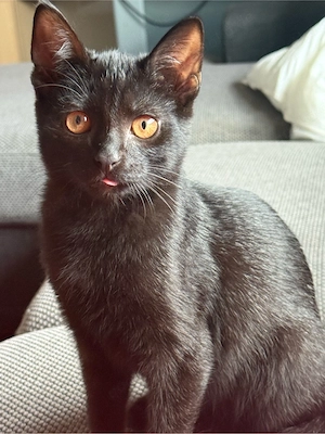 Katerbabys