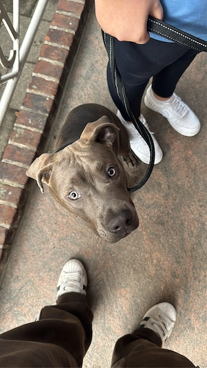 Cane Corso Mischling 