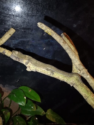 1.0. eurydactylodes occidentalis, chamäleongecko
