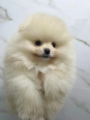 Bezaubernde Zwergspitz Pomeranian Welpen suchen liebevolle Familien