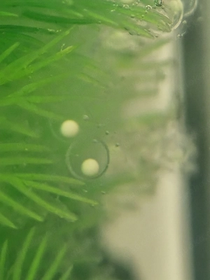 Axolotl Eier (Hilfe) 