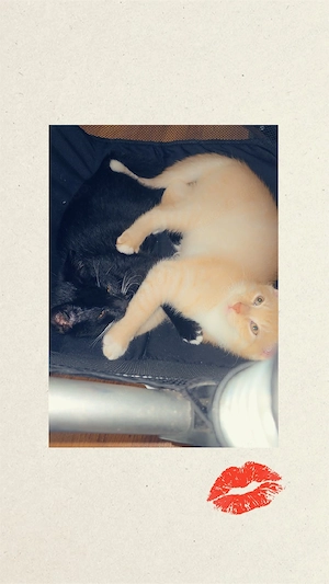 süße Babykatzen 