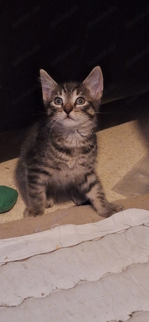 fünf eurpäiche babys katzen