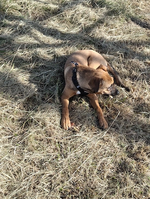 hund zu verkaufen schäferhund boxer und shar-pei mix