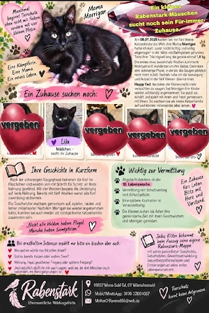 Zuckersüßes Katzenkind  Kitten