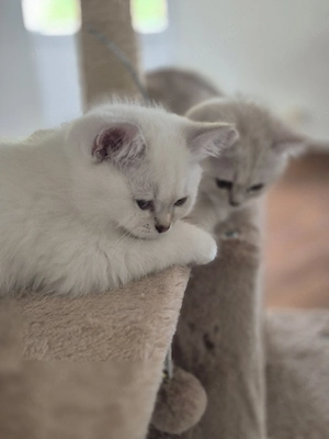 British Kurzhaar Kitten Reinrassig  Ab sofort abgabebereit.  