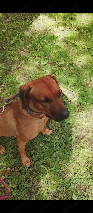 Rhodesian Ridgeback Hündin 