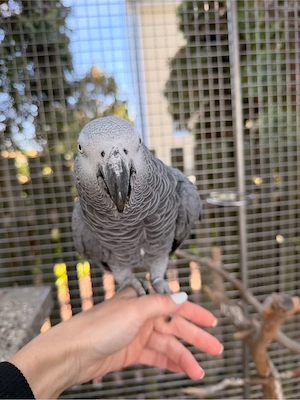 Graupapagei (Männchen), Handzahm 