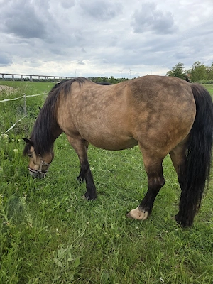 suche zuverlässige Reitbeteiligung Pferd sucht Reiter 