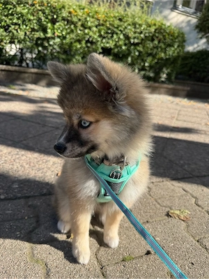 Wie gemahlt eine AkitaHuskypomsky Hündin
